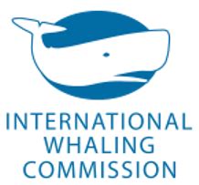 iwc whaling moratorium antarctica|iwc blue whale numbers.